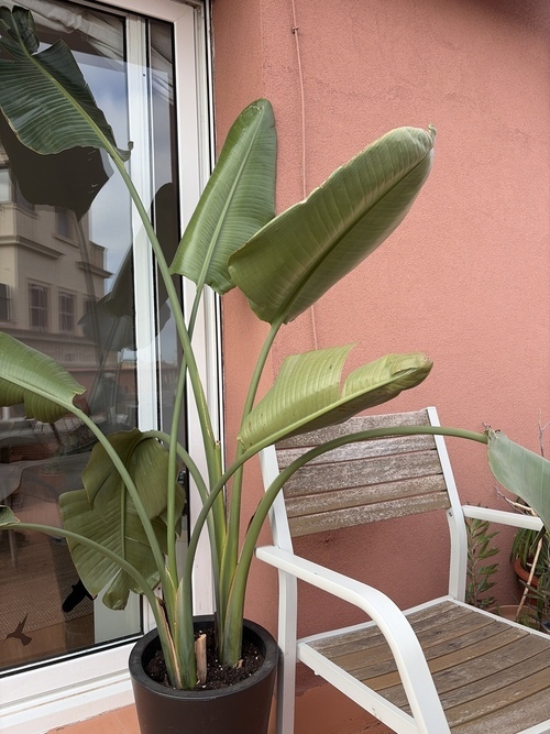 Room in a 2-person shared flat in Sants-Montjuïc · 2